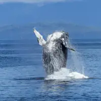 A stunning capture of a humpback whale breaching the ocean surface with mountains in the background.